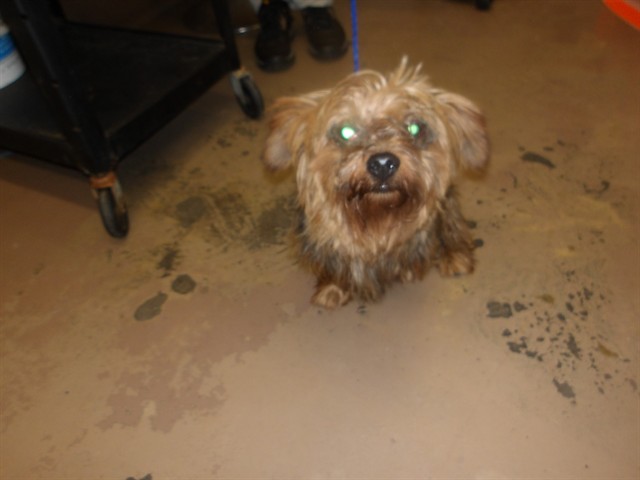 Yorkshire Terrier at Chicago Animal Care and Control