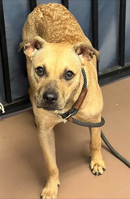 Troy available through Chicago Animal Care and Control