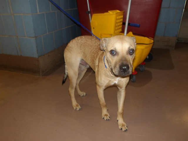 German Shepherd Dog at Chicago Animal Care and Control
