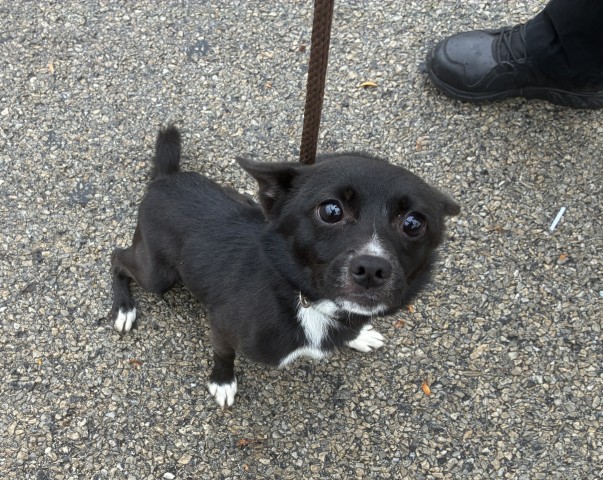 Pomeranian at Chicago Animal Care and Control