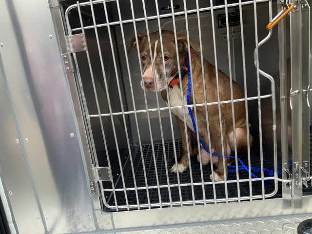 American Pit Bull Terrier at Chicago Animal Care and Control