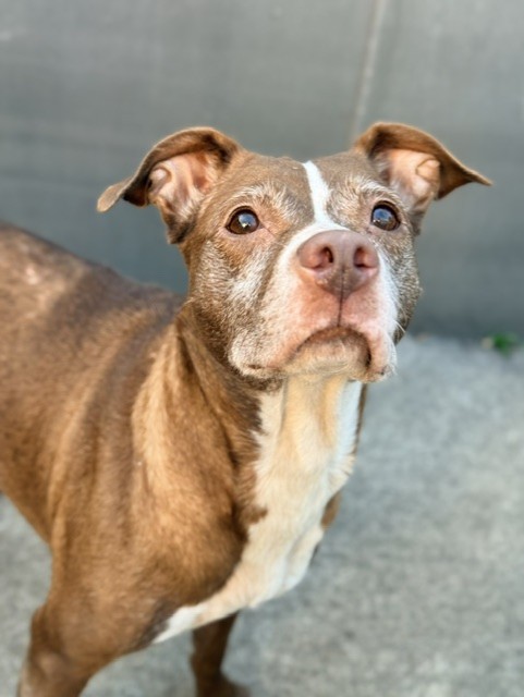 Kate available through Chicago Animal Care and Control