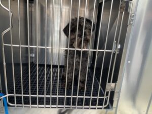 Yami, adoptable Yorkshire Terrier at Chicago Animal Care and Control