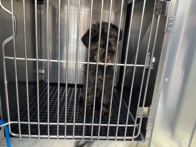 Yami at Chicago Animal Care and Control