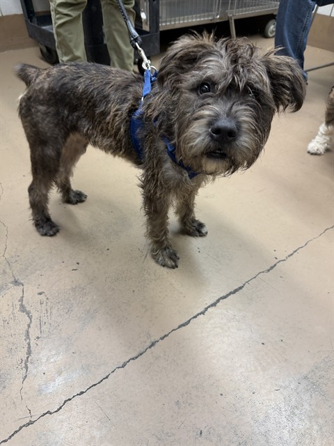 Dog A323012 at Chicago Animal Care and Control
