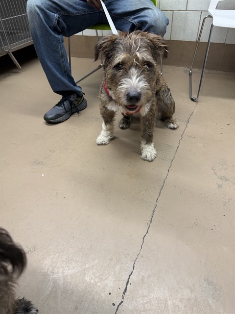Dog A323014 at Chicago Animal Care and Control