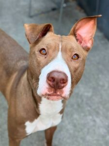 Hubbard, adoptable American Pit Bull Terrier at Chicago Animal Care and Control