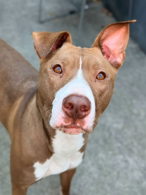 Hubbard at Chicago Animal Care and Control