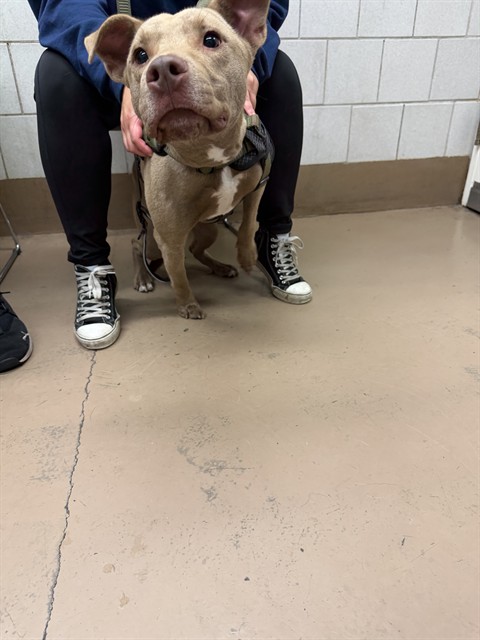 Bowser at Chicago Animal Care and Control