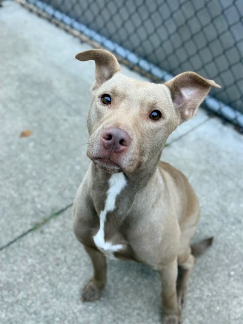 Bartlett, adoptable American Pit Bull Terrier at Chicago Animal Care and Control