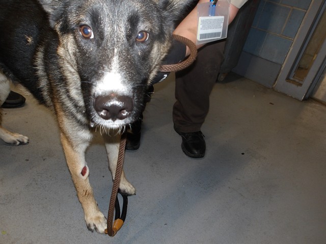 German Shepherd Dog at Chicago Animal Care and Control