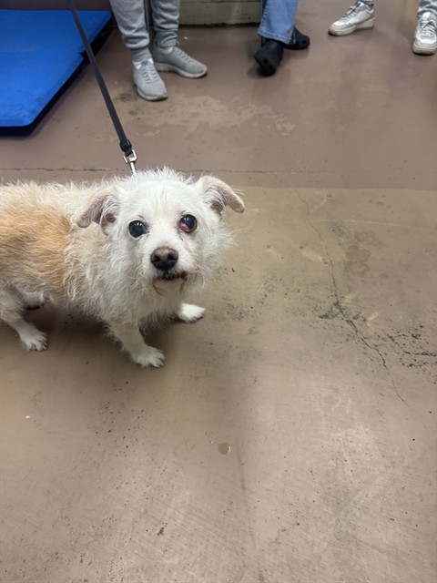 Chihuahua at Chicago Animal Care and Control