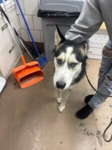 Rocky, adoptable Siberian Husky at Chicago Animal Care and Control