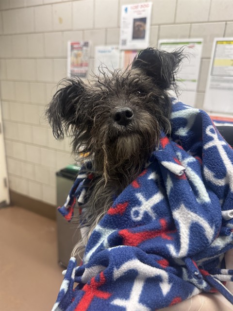 Yorkshire Terrier at Chicago Animal Care and Control