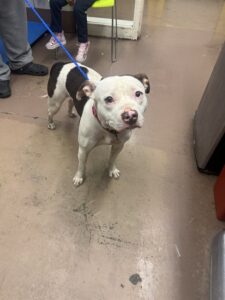 Nugget, adoptable American Pit Bull Terrier at Chicago Animal Care and Control