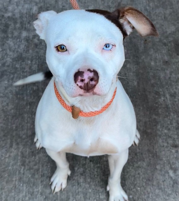 Nugget available through Chicago Animal Care and Control