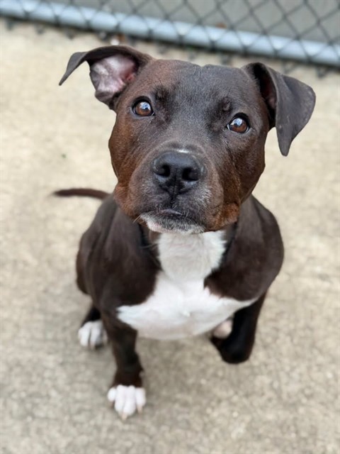 Elm available through Chicago Animal Care and Control