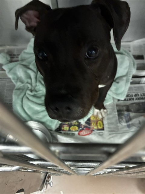 American Pit Bull Terrier at Chicago Animal Care and Control
