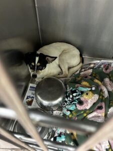 Zeus, adoptable Chihuahua at Chicago Animal Care and Control