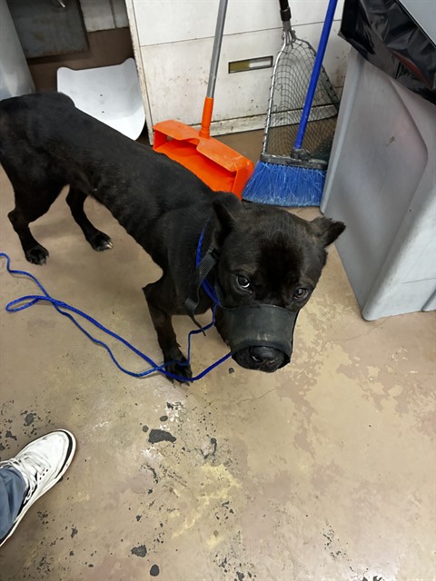 Cane Corso at Chicago Animal Care and Control