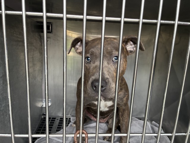 American Pit Bull Terrier at Chicago Animal Care and Control