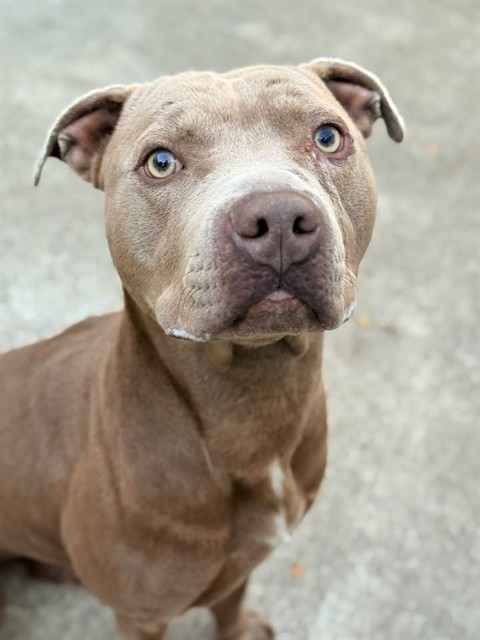 Quantum Leap available through Chicago Animal Care and Control