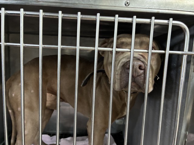 American Pit Bull Terrier at Chicago Animal Care and Control