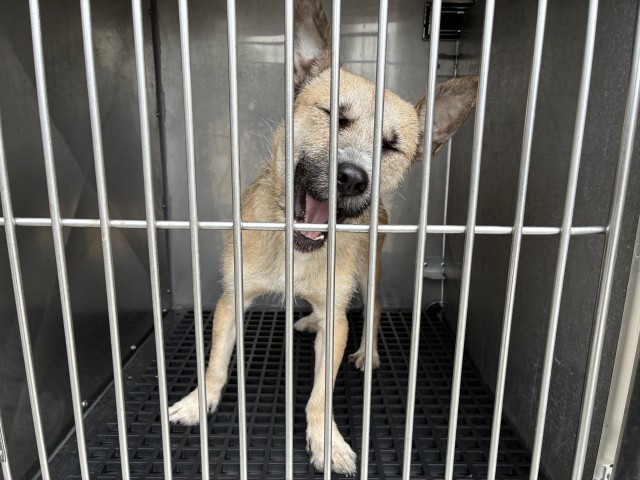Dog A323077 at Chicago Animal Care and Control