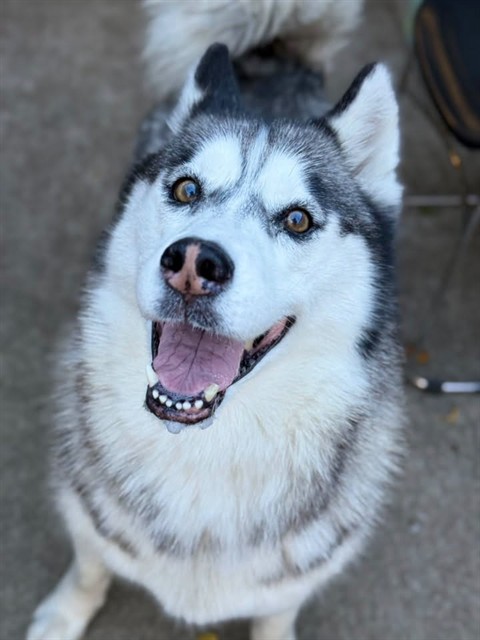 Donutella, adoptable dog at Chicago Animal Care and Control