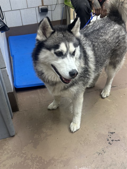 Dog A323078 at Chicago Animal Care and Control
