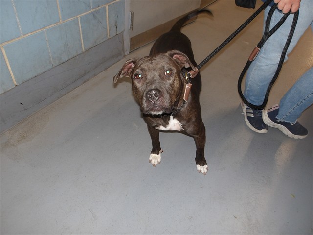American Pit Bull Terrier at Chicago Animal Care and Control