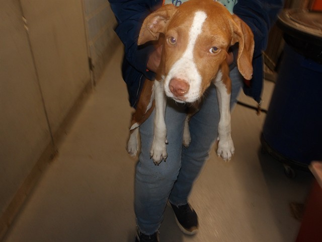 American Pit Bull Terrier at Chicago Animal Care and Control