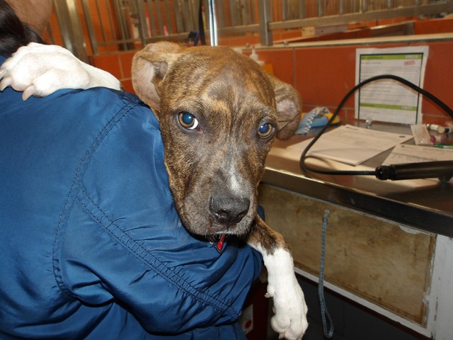 American Pit Bull Terrier at Chicago Animal Care and Control