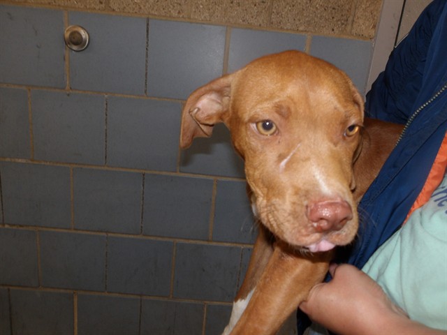 American Pit Bull Terrier at Chicago Animal Care and Control