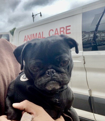 Pug at Chicago Animal Care and Control
