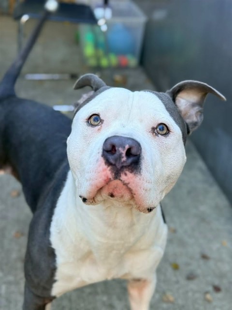 Robert available through Chicago Animal Care and Control