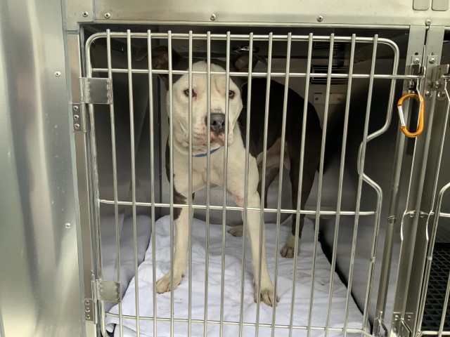 American Pit Bull Terrier at Chicago Animal Care and Control