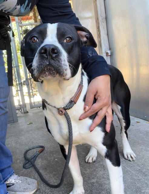 Finnian, adoptable Bull Terrier at Chicago Animal Care and Control
