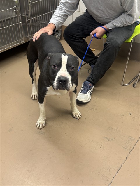Bull Terrier at Chicago Animal Care and Control