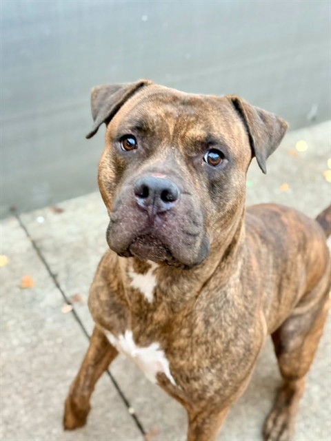 Newt available through Chicago Animal Care and Control