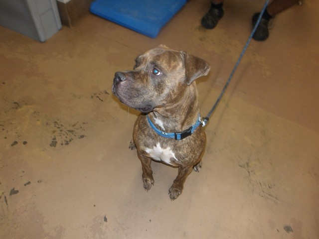 American Pit Bull Terrier at Chicago Animal Care and Control