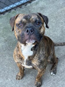 Smoke, adoptable American Pit Bull Terrier at Chicago Animal Care and Control