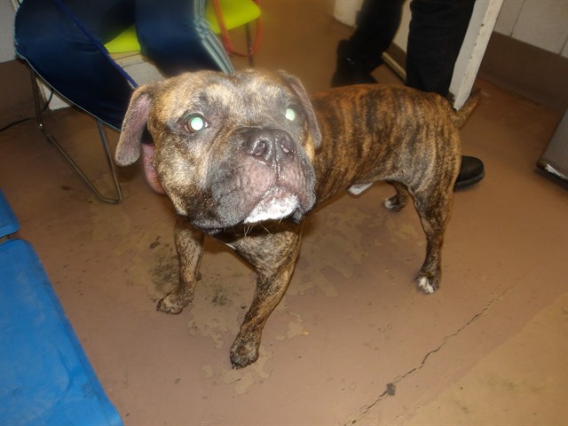 Smoke at Chicago Animal Care and Control