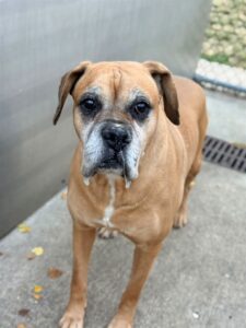 Campari, adoptable Boxer at Chicago Animal Care and Control