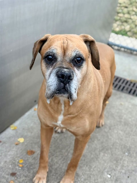 Campari at Chicago Animal Care and Control