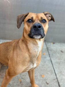Winona, adoptable American Pit Bull Terrier at Chicago Animal Care and Control
