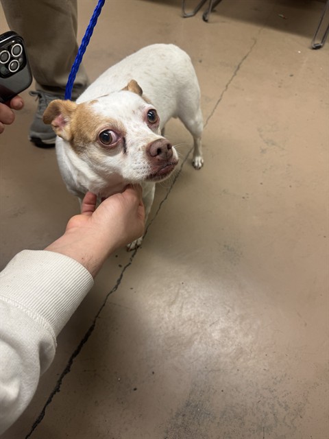 Chihuahua at Chicago Animal Care and Control