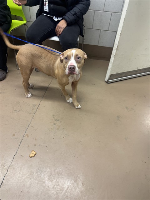 Benita at Chicago Animal Care and Control