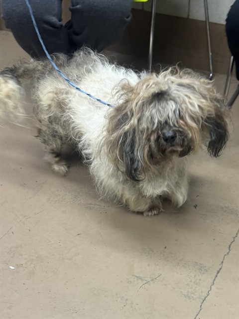 Shih Tzu at Chicago Animal Care and Control