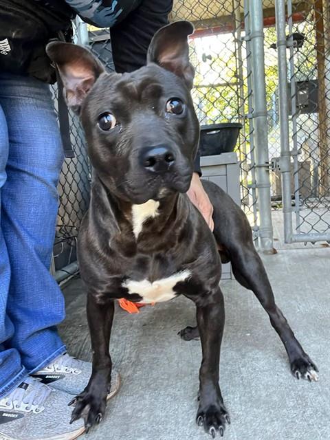 Deacon available through Chicago Animal Care and Control